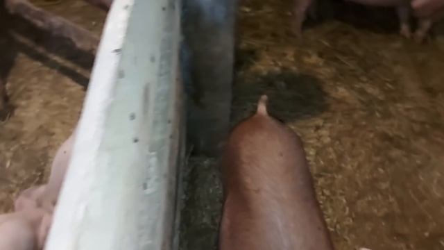 Михайлово чудо!!!! смотреть онлайн