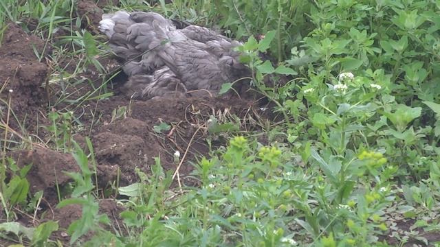 КУРИЦА ПОРОДЫ БРАМА смотреть онлайн