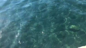 Рыбалка в Турции с берега