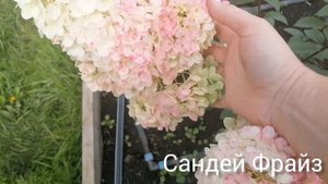 Эта гортензия лучше чем Ванилла Фрайз