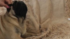 Как заклеивать уши мопсу. Зачем это нужно