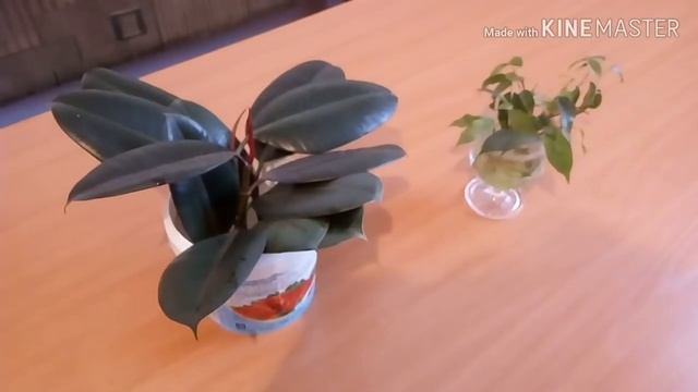 Фикус гүлінен қалай отроска аламыз?Отросканы тамырлату .Бөлме гүлдерін көбейту.Укоренение фикуса.