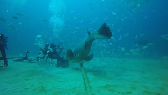 Grouper Bites Head Off Diver смотреть онлайн