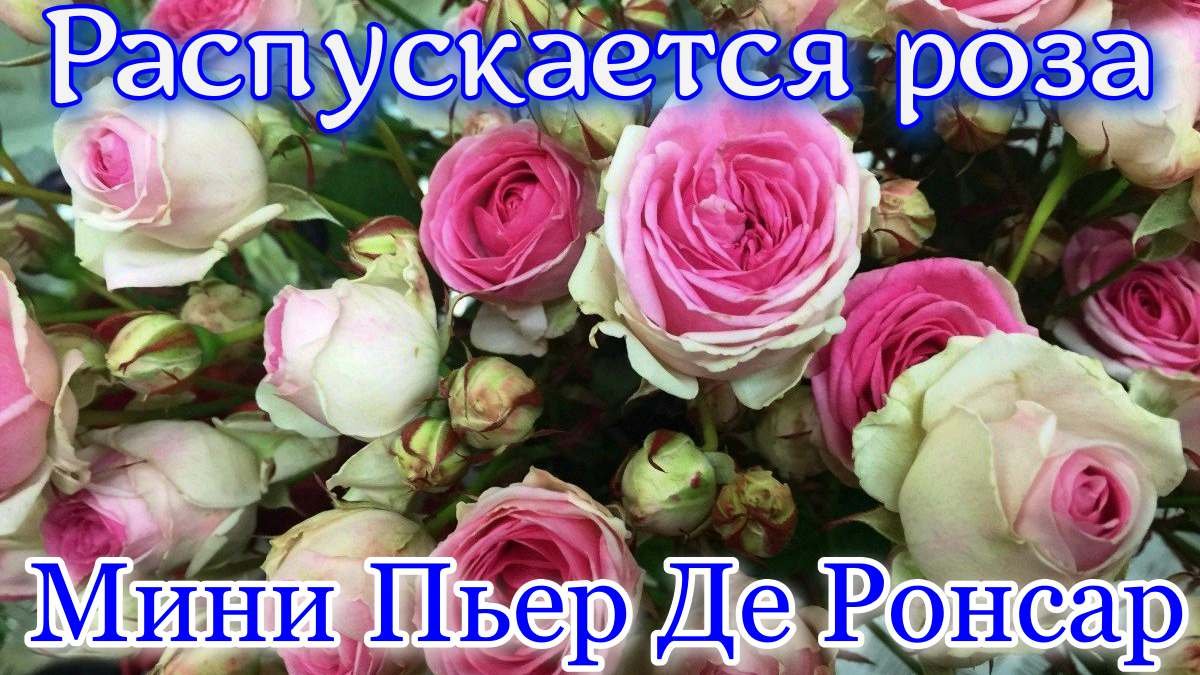 Как распускается роза Мини Пьер Де Ронсар-Mini Pierre De Ronsard (Meilland, 2009)