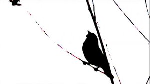 Футаж СОЛОВЕЙ