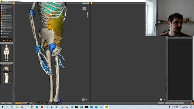 3D карта анатомии человека Артекс со всеми органами. Виртуальная анатомия 4.0 смотреть онлайн