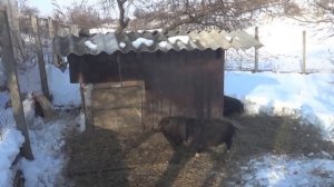 Хатсан 44-10 (забой поросёнка).