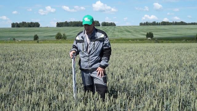 ОПЫТ/Озимые зерновые/Часть 3