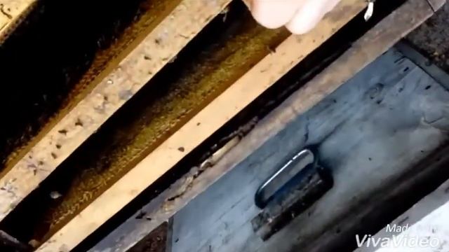 Пчёлы! Осмотр с зимы! Сокращение! Утепление смотреть онлайн