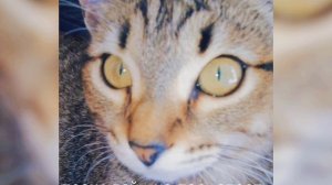 песня дай мне посмотреть: