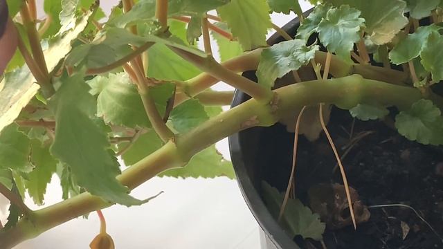 Как сохранить БЕГОНИИ, обрезка и условия для цветов зимой смотреть онлайн