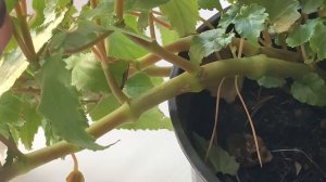 Как сохранить БЕГОНИИ, обрезка и условия для цветов зимой