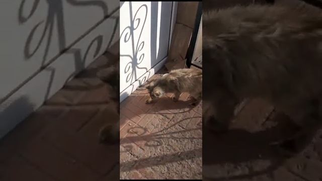 кот кушает choco pie ??? смотреть онлайн