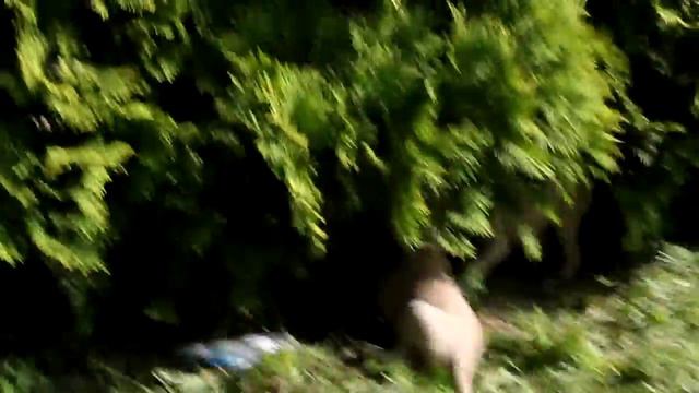 puppies Whippet Щенки уиппета смотреть онлайн