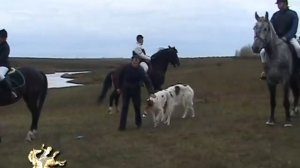 Конная охота с борзыми, историческая охота.