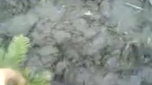 Junge Abies nordmanniana (Nordmanntanne) aufpflanzen Teil 2 смотреть онлайн