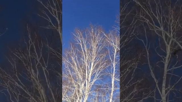 Воспитание щенка лайки