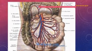 БРЮШНАЯ АОРТА