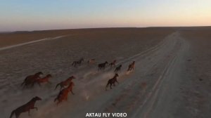 Великая Казахская степь