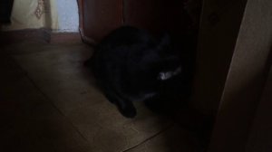 Кот кашляет
