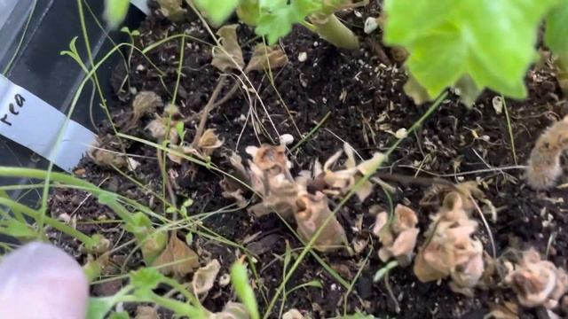 Итоги осеннего черенкования пеларгоний: что укоренилось, а что нет. Часть 1 смотреть онлайн