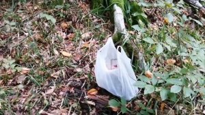 Чёрные лисички.