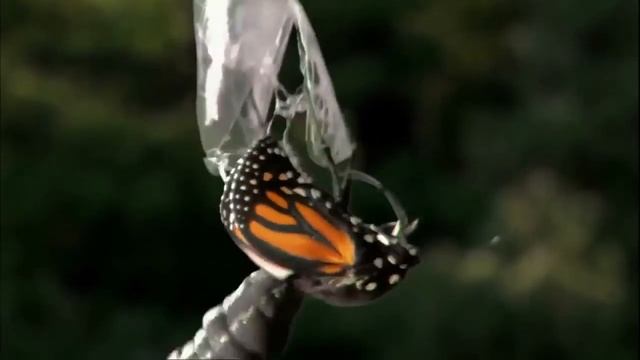 Самадхи Самопознание