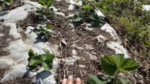 Выращивание клубники под агроволокном Клубника под спанбондом