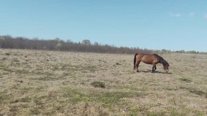 Встретилась со своими старыми знакомыми: с лошадью и с её жеребёнком