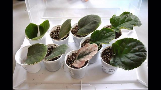 размножение фиалок смотреть онлайн