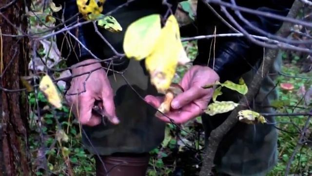 Грибы в Октябре Говорушка булавоногая Польские грибы моховики смотреть онлайн