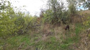Охота на Фазана ( Открытие 2022 ) Pheasant Hunting