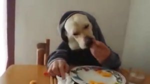 Dog eating like human!  Собака ест как человек     DOG HYBRID! DOG WITH HUMAN HANDS!!)