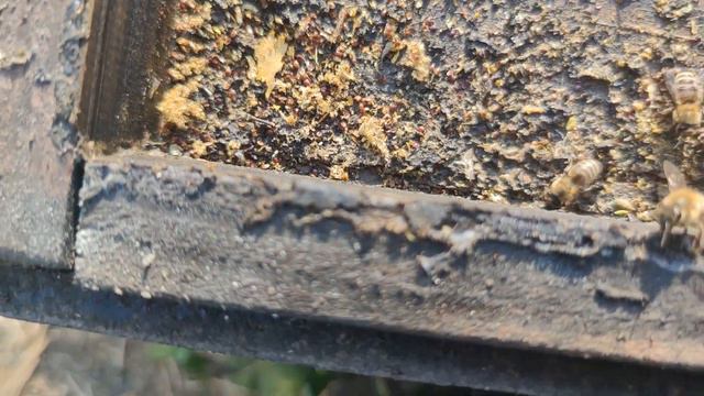 Рентабельность пасеке МЁД 40 гр ЧТО ДАЛЬШЕ? ОСЫПЬ КЛЕЩА РАБОТАЮТ ПОЛОСКИ ИЛИ НЕТ РЕЗУЛЬТАТ ☝️✅🐝 смотреть онлайн