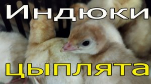 Первые индюшата 2023