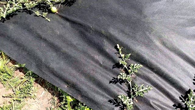 Формировка арбузов!Forming watermelons! смотреть онлайн