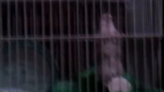 Мой хомячок Фима смотреть онлайн