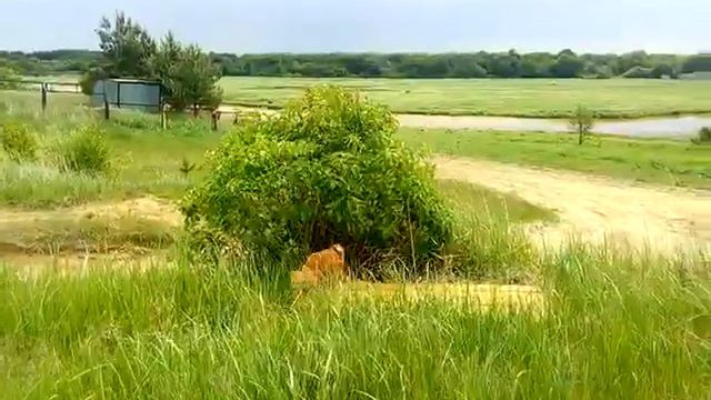 Курбобик смотреть онлайн