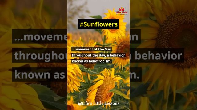 Sunflowers follow the movement of the Sun throughout the day, #sunflowers#heliotropism#nature