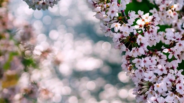 В ВАЛЬСЕ ВИШНЁВОМ.. смотреть онлайн