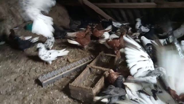 Хобби Радио+ Голубы смотреть онлайн