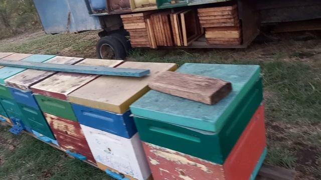 Состояние пчёл на 26.09.2023 смотреть онлайн