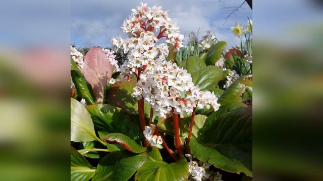 Бадан Брессингам Уайт смотреть онлайн