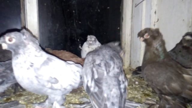 Любимая птица голуби Челкари смотреть онлайн