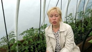 Как формировать помидоры в 1, 2, 3 стебля и с вилкой