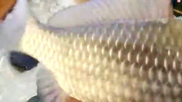 Шок! Гиганский карась рвёт леску в Новокузнецке зимняя рыбалка 12 декабря 2020 смотреть онлайн