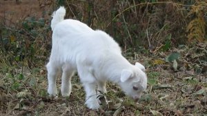 Гурийская деревня Сельские животные Красота природы