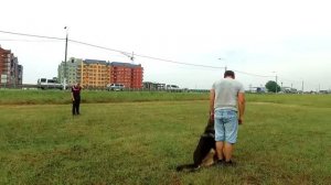 ОКД, Общий Курс Дрессировки собак.