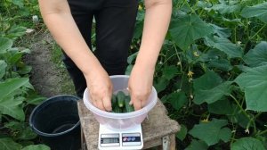Обзор огурца Страж первый сбор
