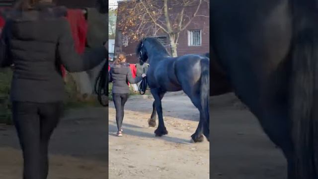 Вейрон возвращается домой 😅🖤. #horse #рек #хочуврек #fyp #horses #fypシ #girl #рекомендации #fries